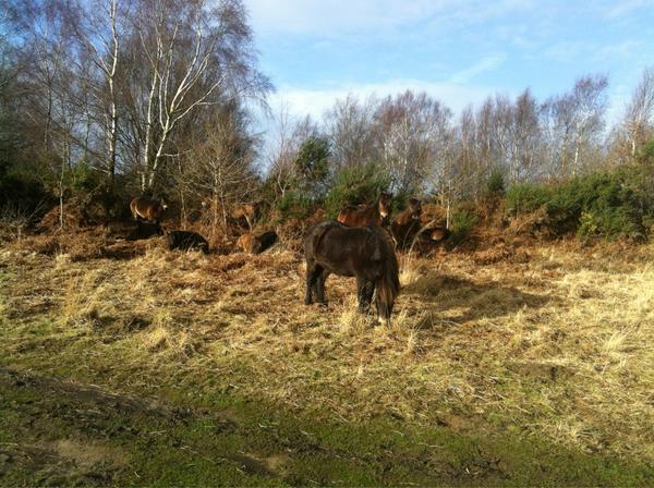 Exmoor Ponies on Chailey Common. All 10 healthy and happy. Photo by BBMSustainable Design