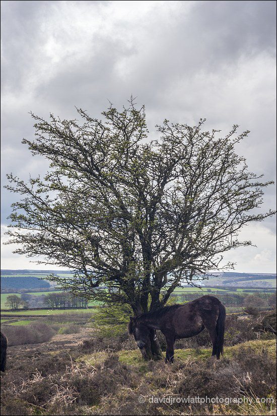 A good scratch. By Dave Rowlatt. http://www.davidjrowlattphotography.com/
