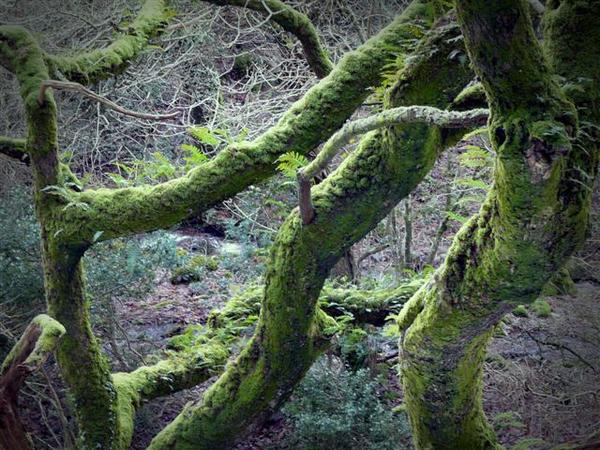 Mosses in Horner Wood, keeping the oak branches warm - nature's own woolly pullover! Photo by Nigel Hester