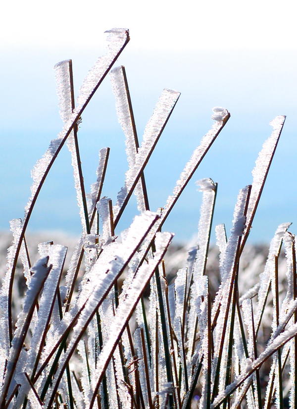 Ice Sculptures on Dunkery . Carolyn Seager http://artisanphotographe.co.uk/