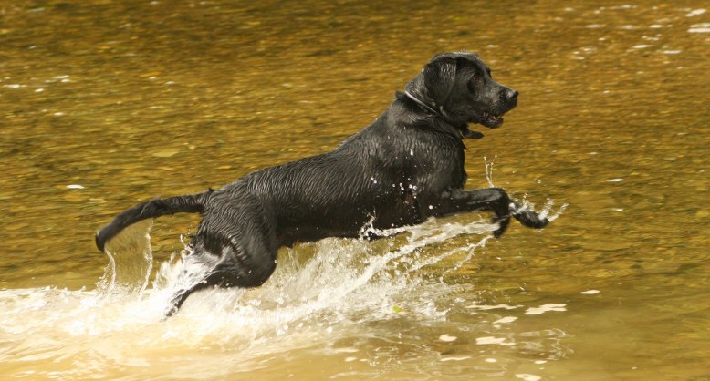 Water baby. By Peter French. http://www.flyingtigers.co.uk/
