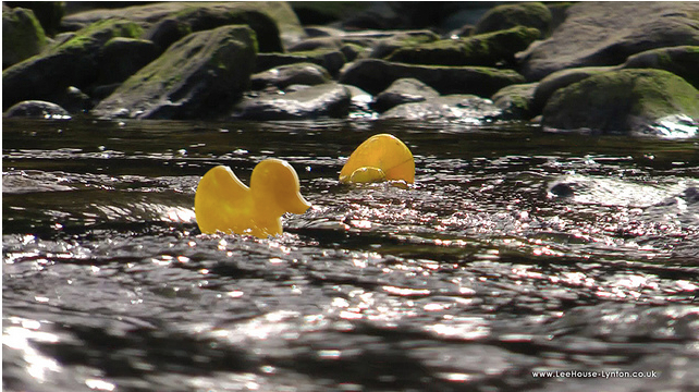 Duck Race (Photo Ken Blakey)