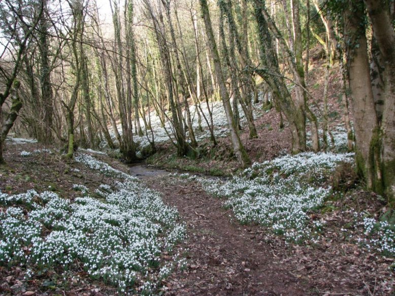 203 Rosi Davis Snowdrop Valley