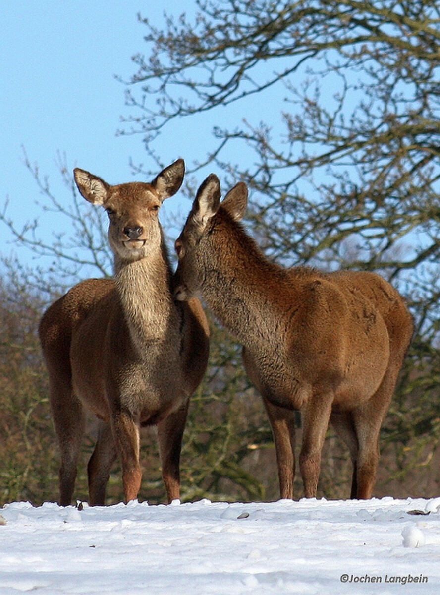 Hinds in the Snow. By Jochen Langbein 