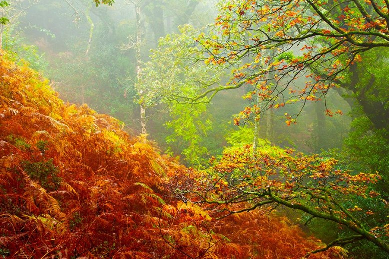 Exmoor Rain Forest (Robert Hatton)