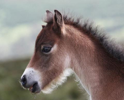Exmoor Foal. Photo Peter French www.flyingtigers.co.uk