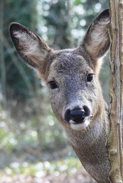 Peek-a-boo! Photo by Jochen Langbein