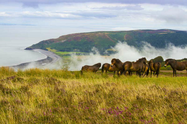 Exmoor Ponies on Porlock Hill. By Rob Hatton http://www.roberthattonphotography.co.uk/