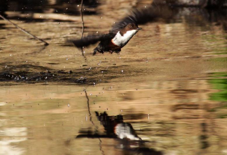 A Dipper on a River near Dulverton. By Peter French