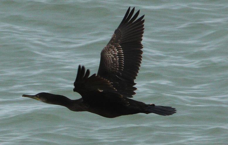 Cormoran at Bossington. By Peter French