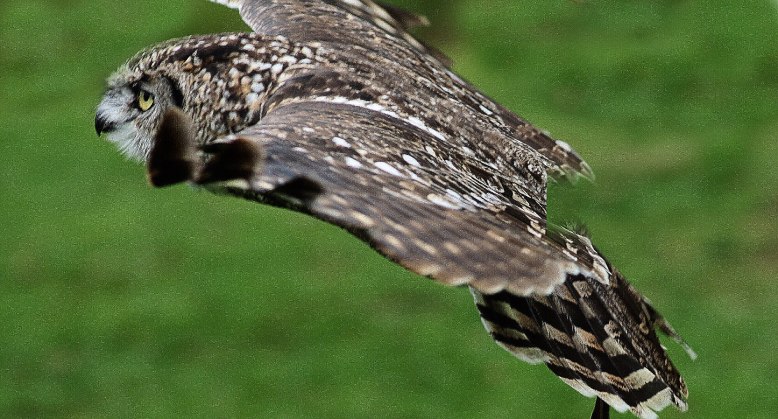 Owl out hunting by Peter French
