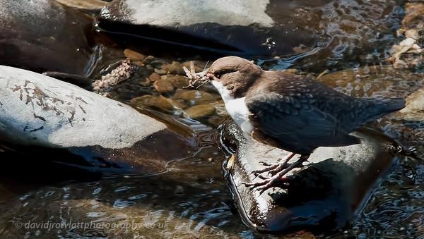 Dipper by Dave Rowlatt