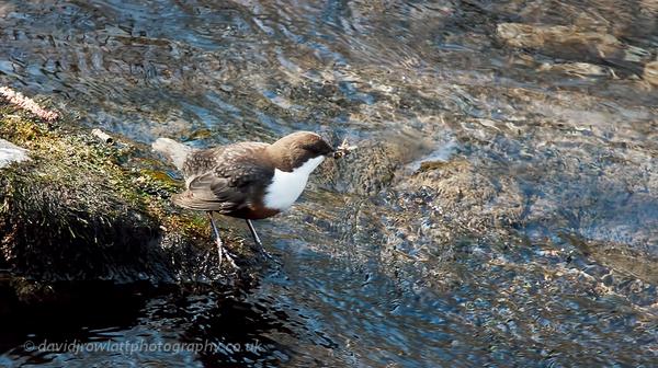 Dipper by Dave Rowlatt