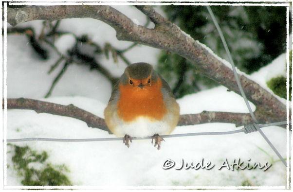 Photo by Judy Atkins