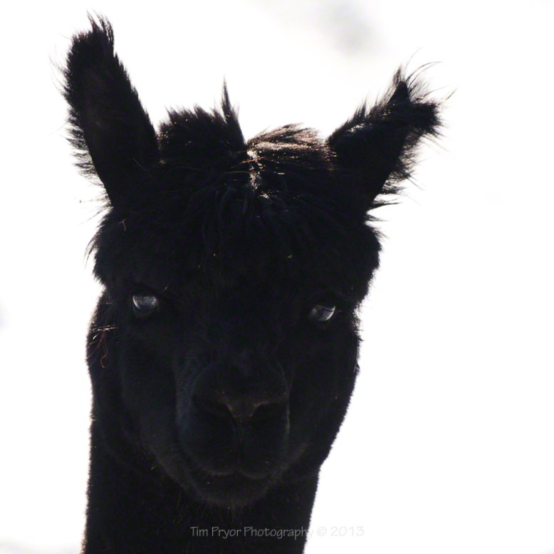 Face to Face at Blackmore Gate. Photo by Tim Pryor