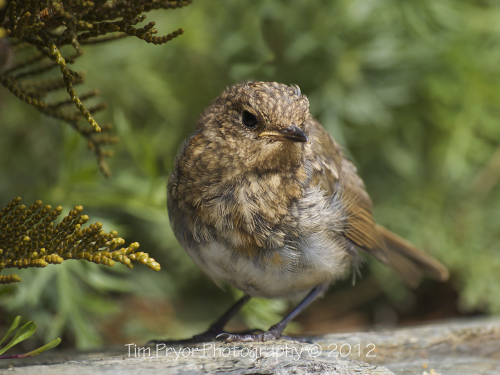 Fledgling Robin. Tim Pryor  http://www.timpryor-photography.co.uk/