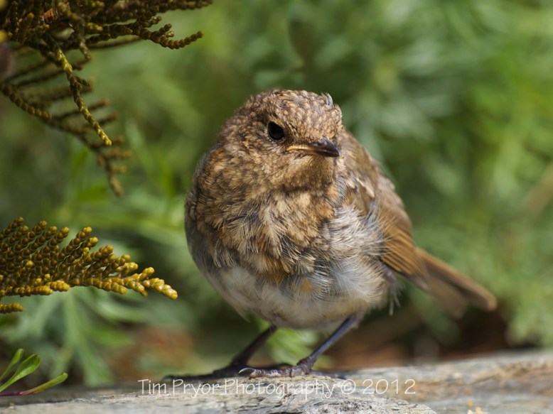 Fledgling Robin. Tim Pryor  http://www.timpryor-photography.co.uk/