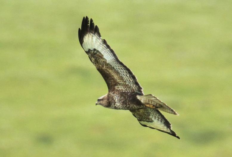 Buzzard near Dunkery (Peter French)