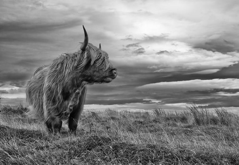 Wild Cattle on a Stormy Moor by Robert Hatton 