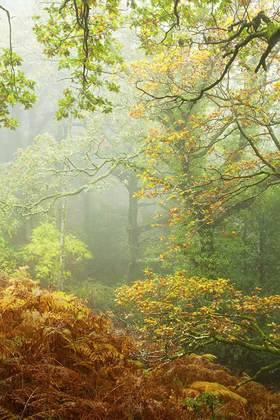 Horner Woods in Autumn 2013. Photo by Rob Hatton 