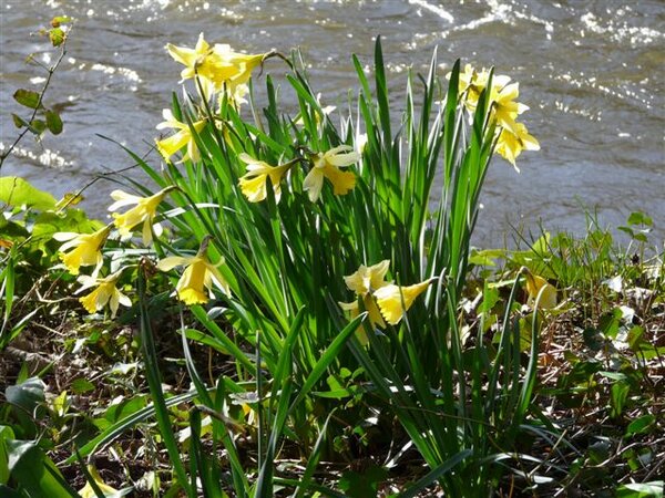 Wild Daffodils in Bossington, Holnicote Estate. Photo by Nigel Hester