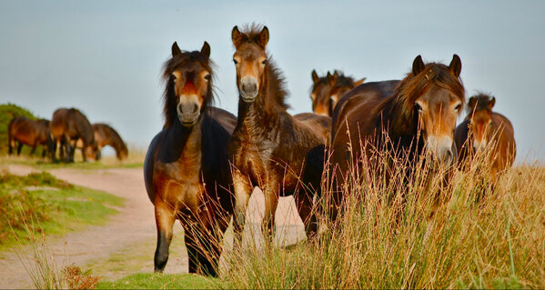 303 Caroline Seager Exmoor Ponies