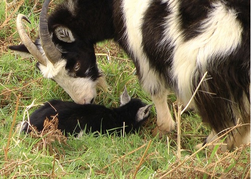 New born feral goat in the Valley of the Rocks. Photo by Ken Blakey