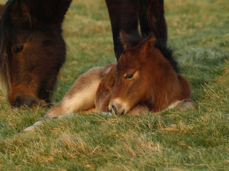 Possibly the first foal this year, spotted and photographed by Rupert Kirby