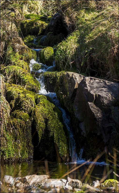 This tiny spring gushes out pure water high up on Wilmersham Common. Photo by Dave Rowlatt