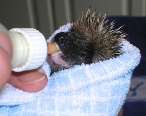 hoglets 007