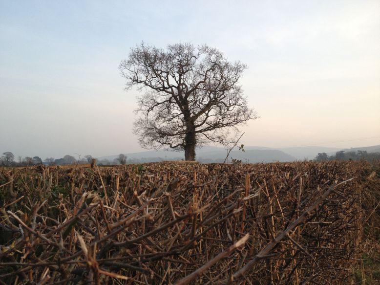 102 Elke Winzer Dusk