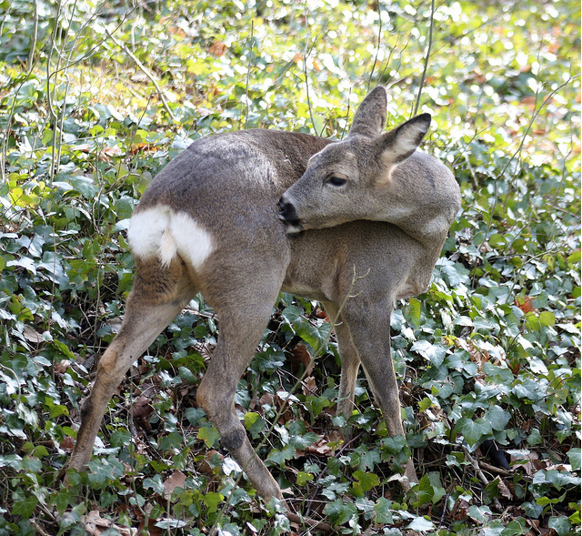 Roe doe enjoying first rays of spring sunshine Photo Jochen Langbein