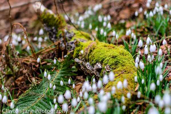 205 Jane Clayton Snowdrops
