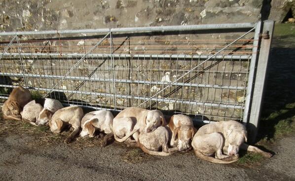 Photo by children's author Victoria Eveleigh who farms on Exmoor