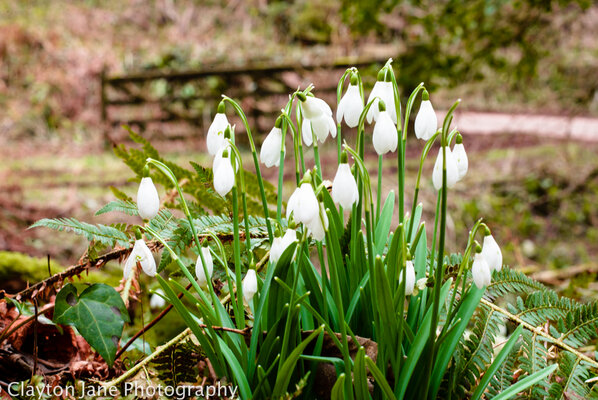 206 Jane Clayton Snowdrops