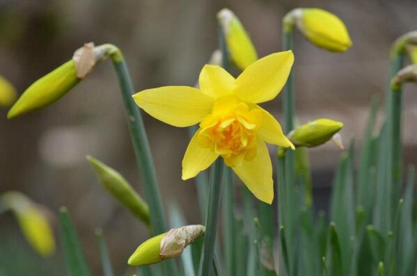 210 Teresa Kirk Daffodil