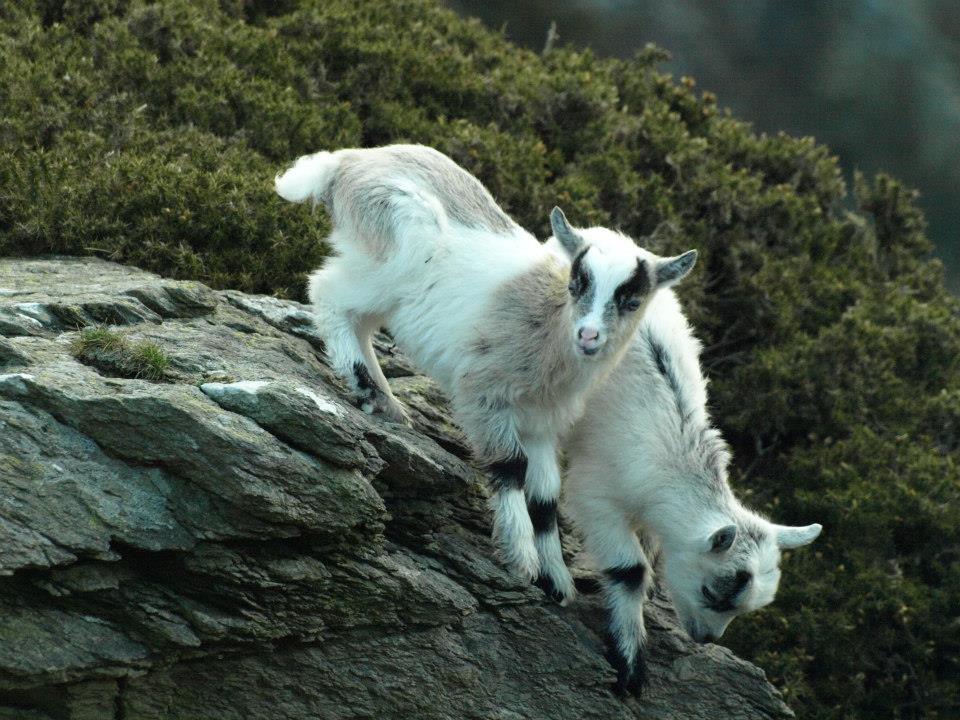 New kids in the Valley of the Rocks