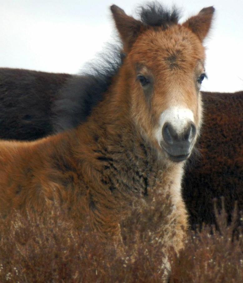 401 Experience Exmoor Exmoor Pony foal