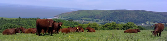 Ruby Reds on top of Porlock Hill