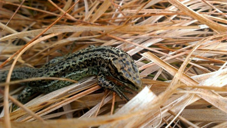 102 Exmoor Mires Common Lizard