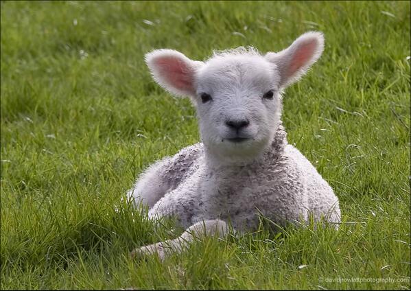 Photo by Dave Rowlatt