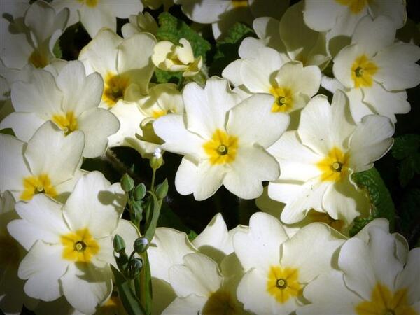 303 Nigel Hester Primroses