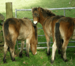 orion looking round in field