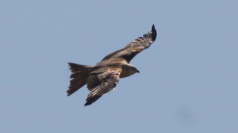 Redkite over Exmoor. Photo by Peter French