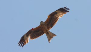 704 Peter French Red Kite