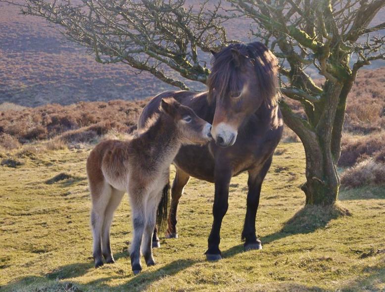 Exmoor pony and her foal. Photo by Rosie Schneider