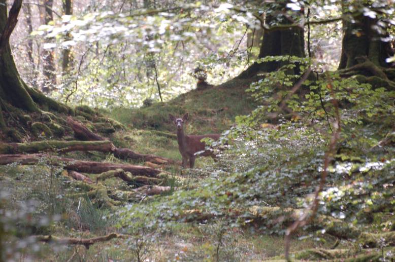 302 Peter Duckett Hind in the woods above Marsh Bridge nr Dulverton