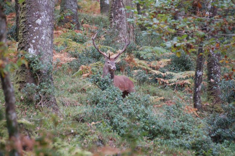 304 Peter Duckett Stag in the woods above Marsh Bridge nr Dulverton