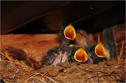 Taken today at Twitchen Farm B&B, Challacombe