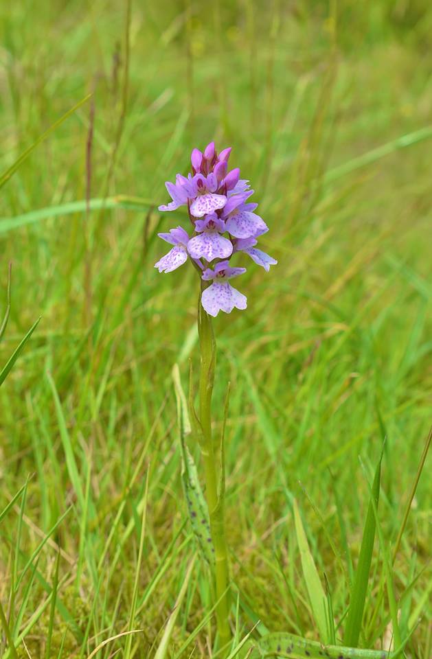 Photo by Rosie Schneider